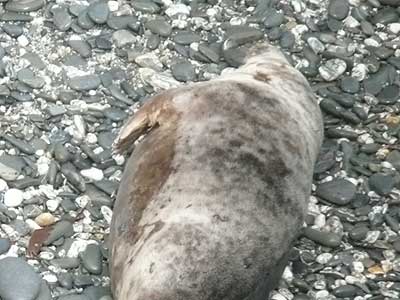 Taz - Photo copyright of Sue Sayer (www.cornwallsealgroup.co.uk)