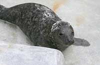 Taz in the outside pool - photo was taken on 30th December 2006