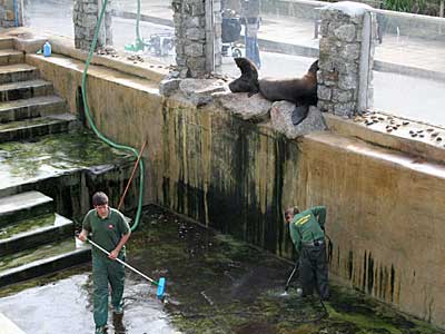 Matt and Jo, the volunteers, pressure jet washing Mika and Chaff's fur seal pool