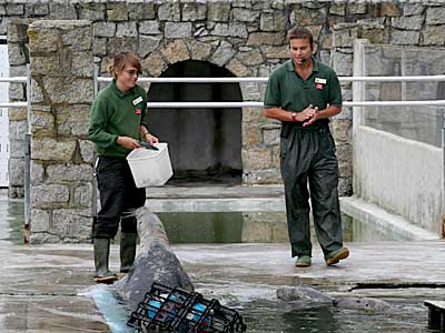 Dan giving a seal talk whilst Jo, one of our volunteers, feeds the seal residents in the convalescent pool