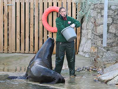 Clare with Rocky (Californian Sea Lion)