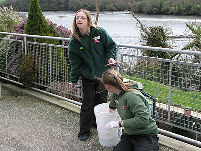 Rachael helps one of the Animal Care Team's volunteers with feeding the seals in the convalescent pool