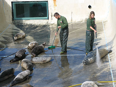 Dan and Amy (part of  animal care team) cleaning the convalescence pool