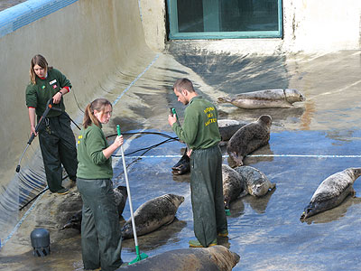 Amy, Clare and Dan (part of the Animal Care Team) cleaning the convalescence pool