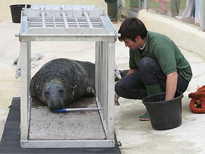 Matt, one of our volunteers, training Yulelogs to go into the transportation cage