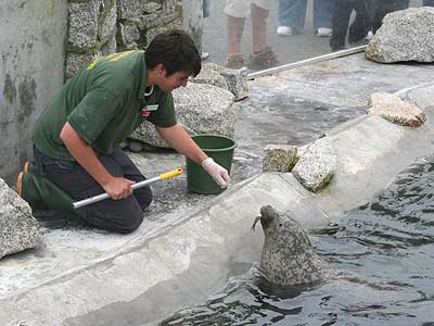 Matt, one of our volunteers, doing target training with Luna