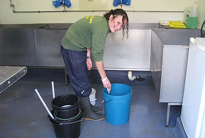 Sarah (one of our work experience) cleaning the seal buckets