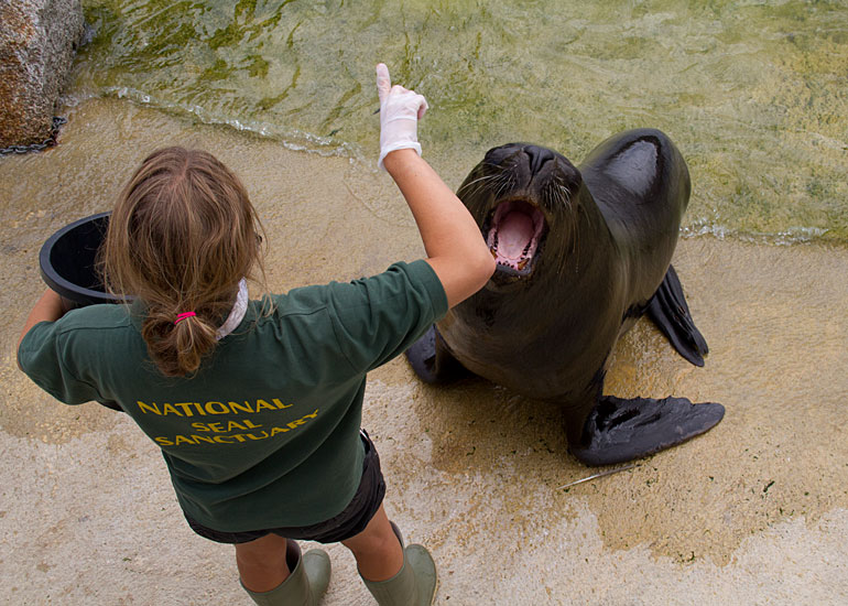 Amy with Noito, Patagonian Sea Lion