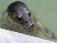 Tegan in the outside pool - photo was taken on 20th March 2008