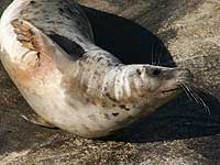 Tegan in the convalescence pool - photo was taken on 9th April 2008