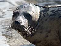 Tegan in the convalescence pool - photo was taken on 9th April 2008