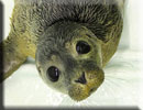 Terry - rescued common seal pup 2010 season