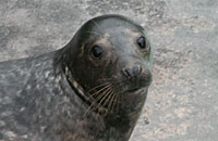 Photo of Thatcher was taken on 30th of December 2005 in the convalescence pool by Joyce