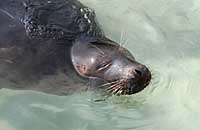 Tigger in the convalescence pool - photo was taken on 31st March 2007