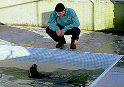 Kym, one of the animal care team