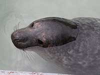 Photo of Torin was taken on 20th March 2008