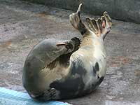 Photo of Torin was taken on 21st June 2008