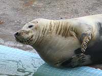 Photo of Torin was taken on 21st June 2008