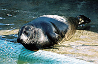 Trigger, as rescued pup