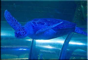 Green Sea Turtle