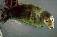 Tusker, rescued seal pup - photo was taken by Margaret Dunn
