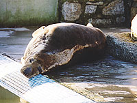 Twiggy, sunbathing