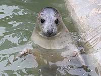 Twister in the outside common seal pool - photo was taken on 28th December 2007