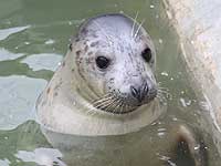 Twister in the outside common seal pool - photo was taken on 28th December 2007