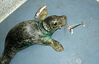 VENETIA - Rescued 23rd December 2003