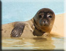 Vicky - rescued common seal pup 2011 season