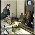 Interactive Rockpool Experience