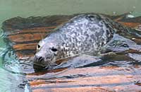 Photo of Vixen was taken on 30th of December 2005 in the convalescence pool by Joyce
