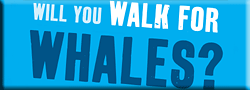 Why walk for Whales?