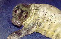 Warbler, a rescued pup