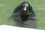 Wey with his new coat black! - Photo was taken by Joyce Williams