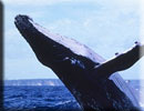 Save the Whales : 21st July - 29th July 2012