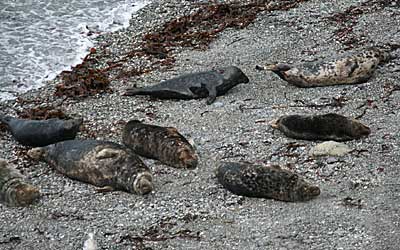 Seals in the wild