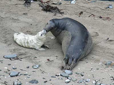 This healthy 4 day old pup kissing it's mum (and saying I love you mummy!)