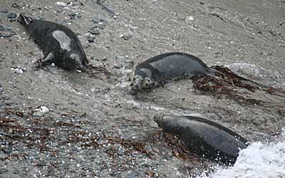 Seals in the wild