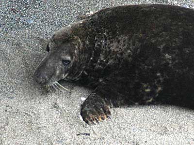 Seal in the wild