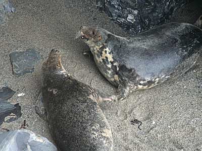 Seals in the wild