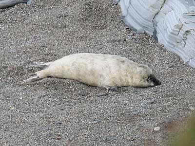 A seal pup in the wild