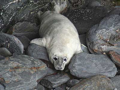 A seal pup in the wild