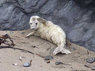 4-day old seal pup