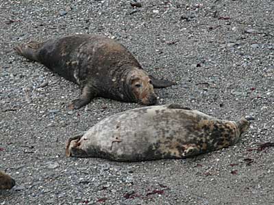 Seals in the wild