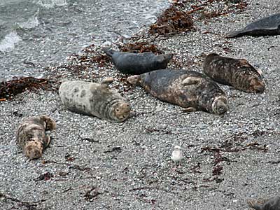 Seals in the wild