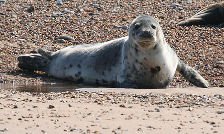 Common Seal on beach at Blakeney Point