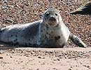 Common Seal on beach at Blakeney Point