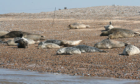 Seal Colony at Blakeney Point
