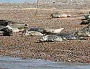 Common Seals on beach at Blakeney Point